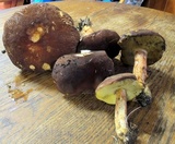 Boletus rubropunctus image