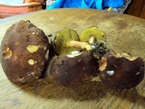 Boletus rubropunctus image