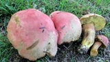 Boletus miniato-olivaceus image