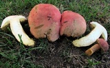 Boletus miniato-olivaceus image