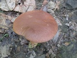 Aureoboletus innixus image