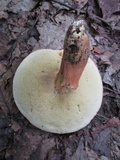 Aureoboletus innixus image