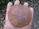 Aureoboletus innixus image