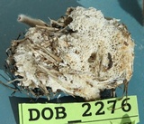 Ceriporia lacerata image