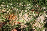 Ceriporia lacerata image