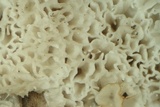 Ceriporia lacerata image