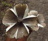 Amanita sect. Vaginatae image