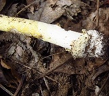 Amanita banningiana image