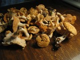 Hydnum umbilicatum image