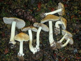 Inocybe mixtilis image