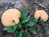 Ganoderma sessile image