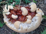 Ganoderma sessile image