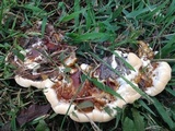 Ganoderma sessile image