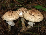 Echinoderma asperum image