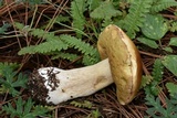 Boletus rubriceps image
