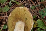Boletus rubriceps image