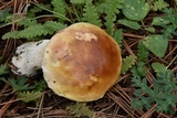 Boletus rubriceps image