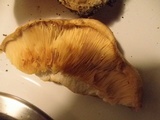 Lactarius psammicola image