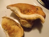 Lactarius psammicola image