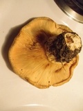 Lactarius psammicola image