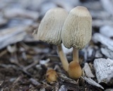 Parasola auricoma image