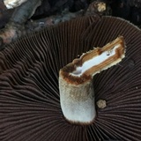 Lacrymaria echiniceps image