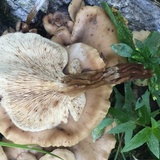Lentinellus ursinus image