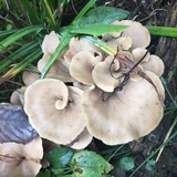 Lentinellus ursinus image