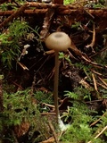 Entoloma turci image