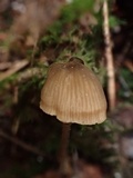 Entoloma lucidum image