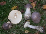 Leccinum cyaneobasileucum image