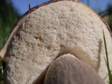 Leccinum cyaneobasileucum image
