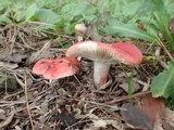 Russula sanguinaria image