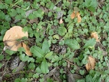 Lactarius akahatsu image