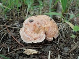 Lactarius akahatsu image