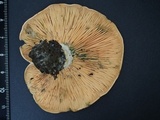 Lactarius akahatsu image