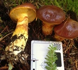 Suillus grevillei image