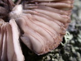 Mycena capillaripes image