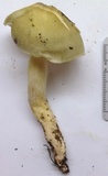 Tricholoma saponaceum image