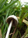 Panaeolus antillarum image