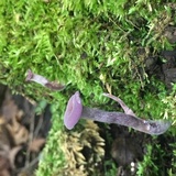 Laccaria amethystina image