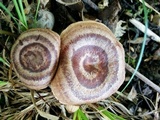 Lactarius quietus image
