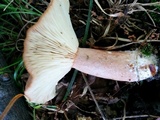 Lactarius quietus image
