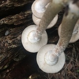 Armillaria gallica image