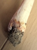 Amanita flavorubens image