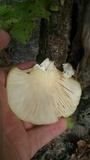 Pleurotus pulmonarius image