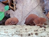 Auricularia americana image