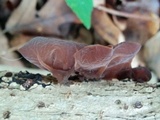 Auricularia americana image