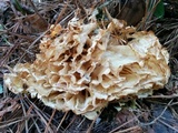 Sparassis americana image