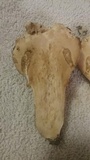 Hypomyces hyalinus image
